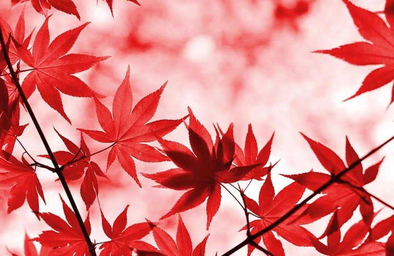松山市で学ぶあなたに最適な個別指導を！